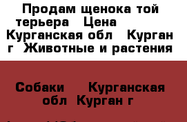  Продам щенока той-терьера › Цена ­ 4 000 - Курганская обл., Курган г. Животные и растения » Собаки   . Курганская обл.,Курган г.